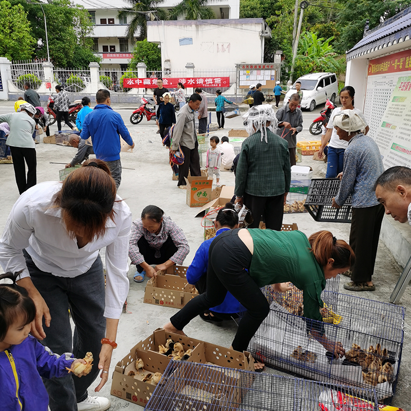 吉林市今日肉鸡价格动态解析