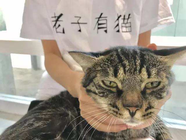 猫爷风采依旧，新篇章故事揭秘