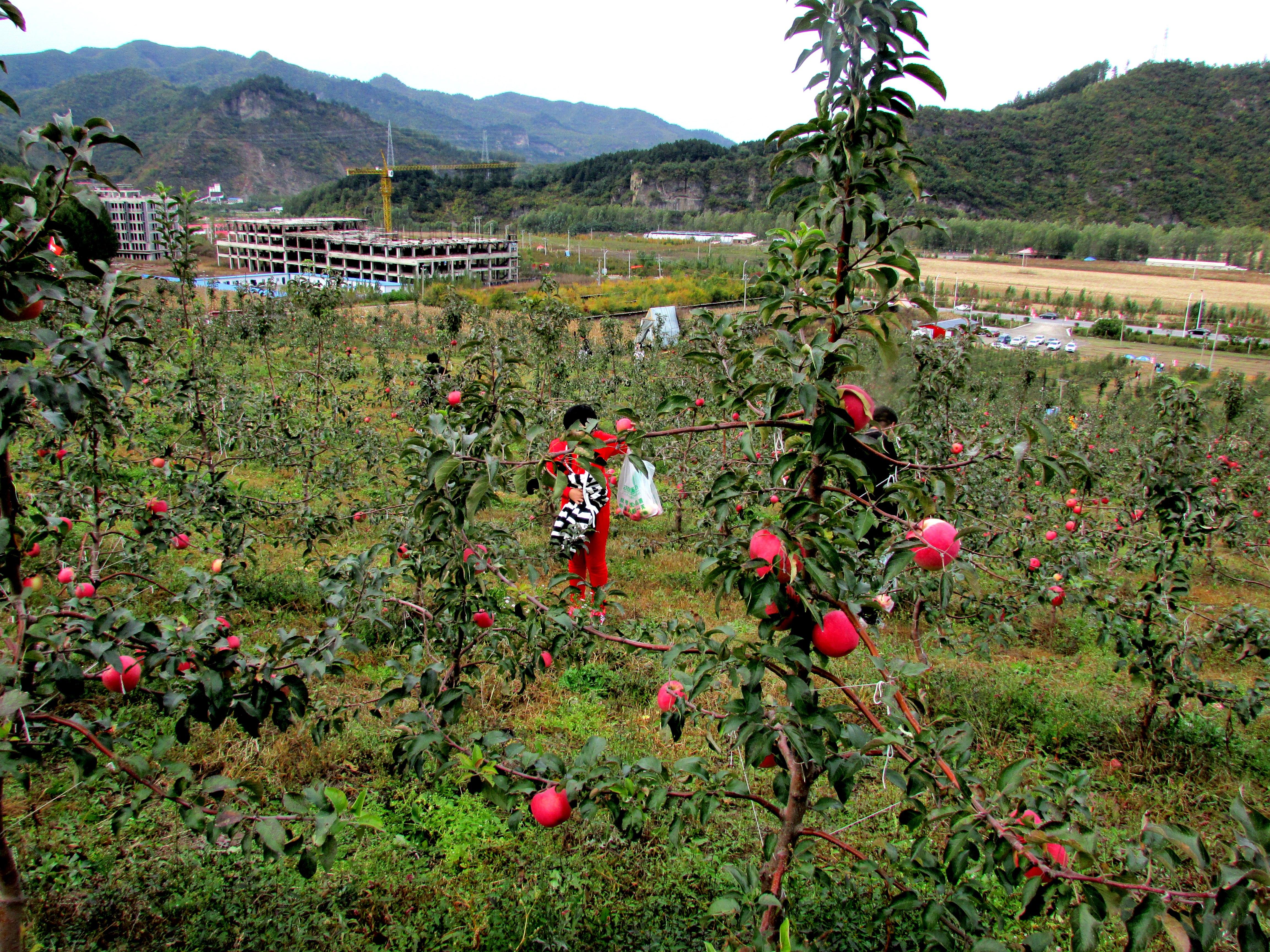 采摘园最新动态，自然之美与新鲜滋味的探索之旅