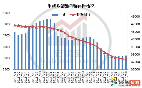 最新猪存栏现状与趋势解析