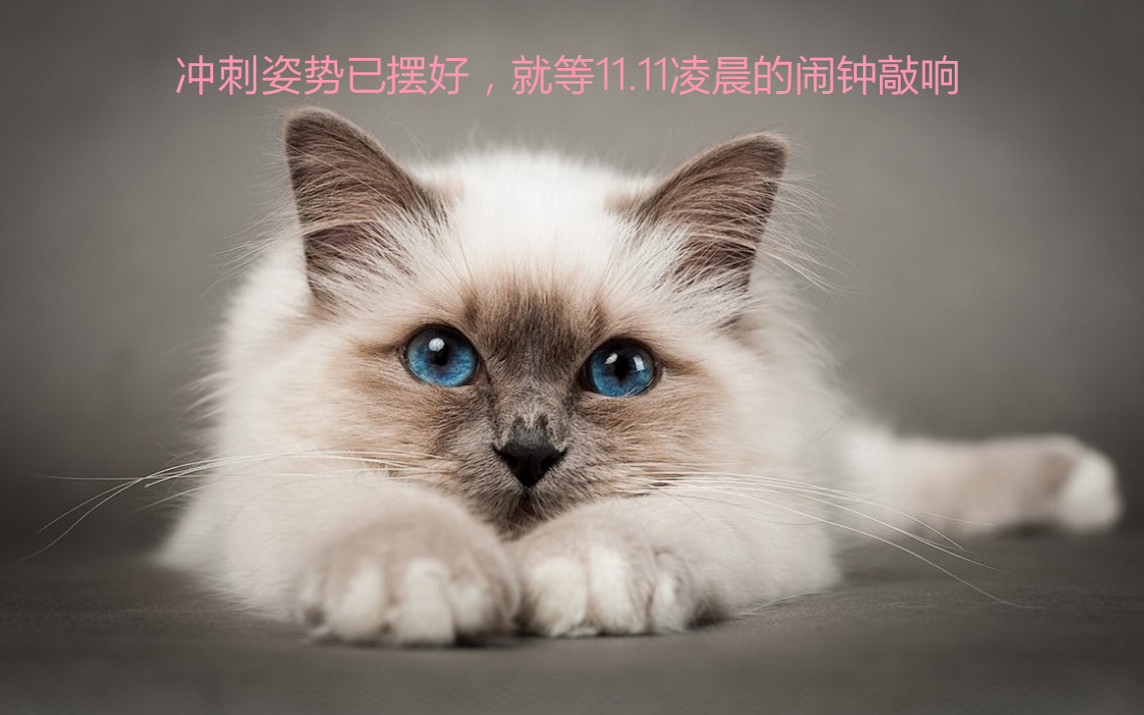 2024新澳正版挂牌之全扁,猫咪打疫苗_低级版1.284