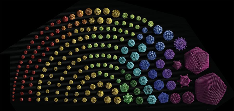 最新球状病毒研究，挑战与前景探索