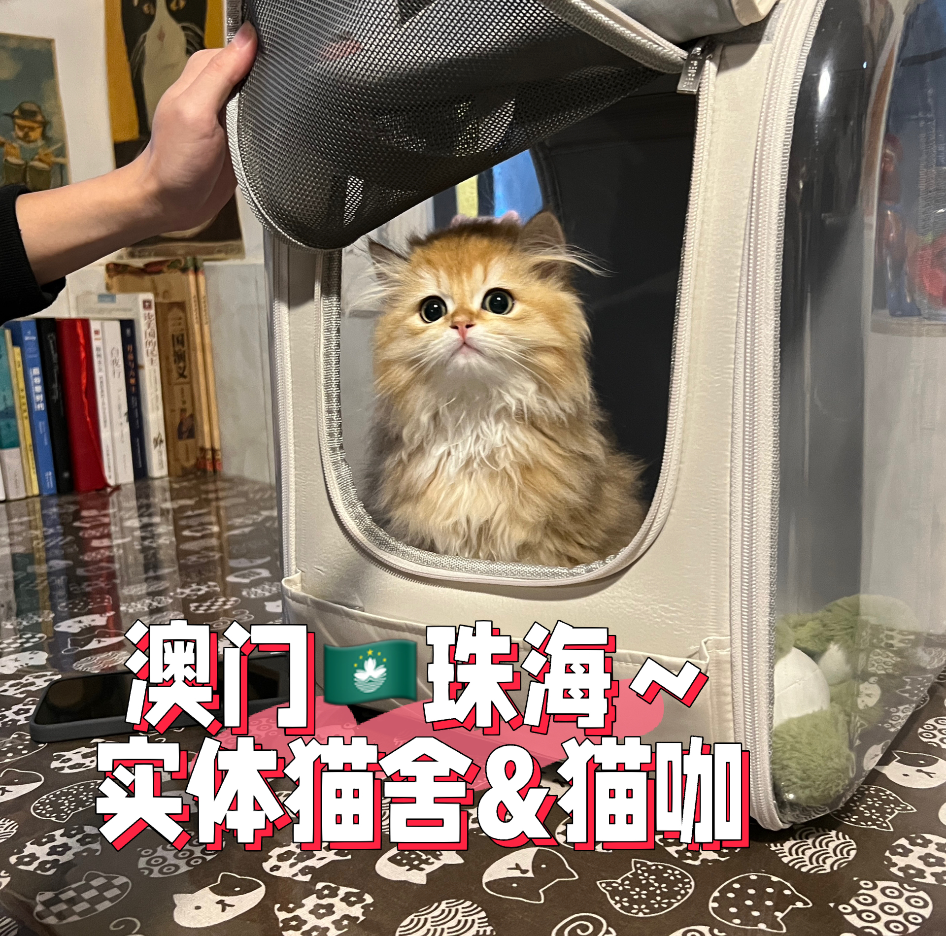 7777788888澳门,主人猫咪_领航版9.118