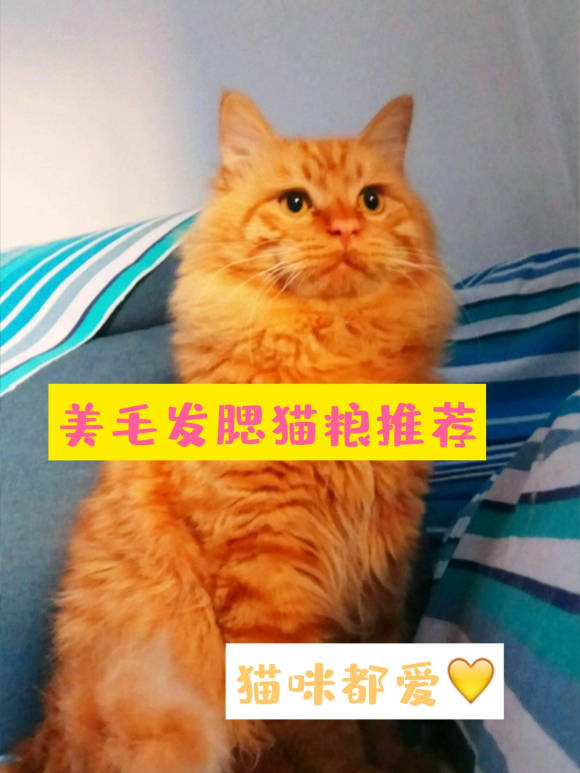 新澳资料免费大全,猫咪发腮_旗舰版4.133