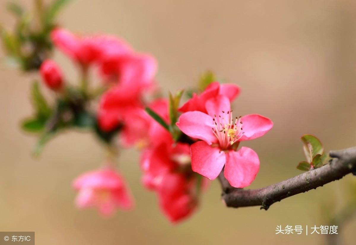 落花网最新探索与体验之旅