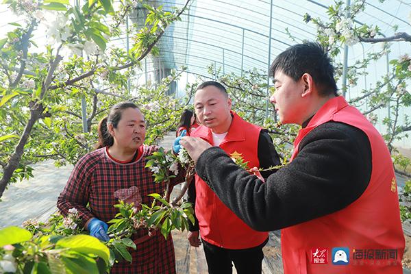 冠县樱桃产业蓬勃发展，甜蜜产业的最新动态