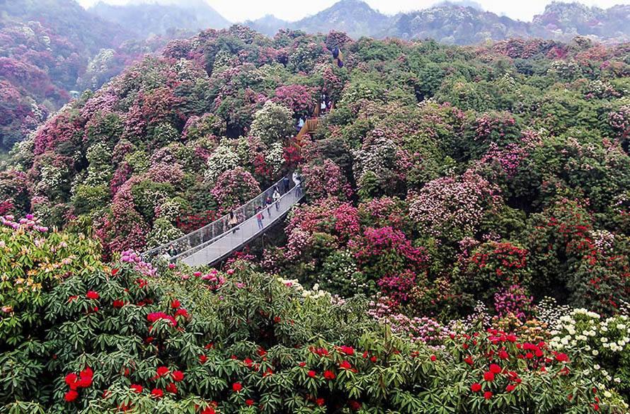 毕节百里杜鹃绽放盛宴，自然之美与艺术之旅的完美结合