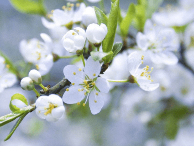 梨花属于什么生肖,广泛的关注解释落实热议_精简版105.220