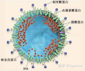 新冠状病毒最新治疗进展与战略调整