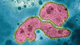 H5N1最新动态及其影响研究综述